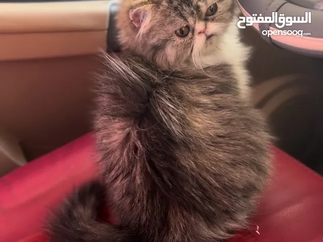 ذكر بيرشن للبيع
