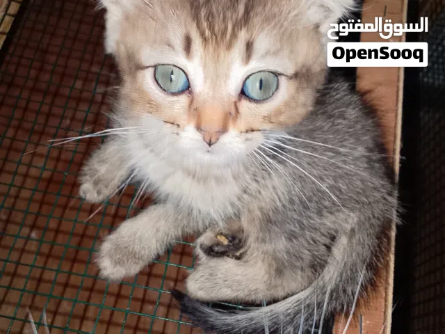 أنثى سكوتش فولد غولد