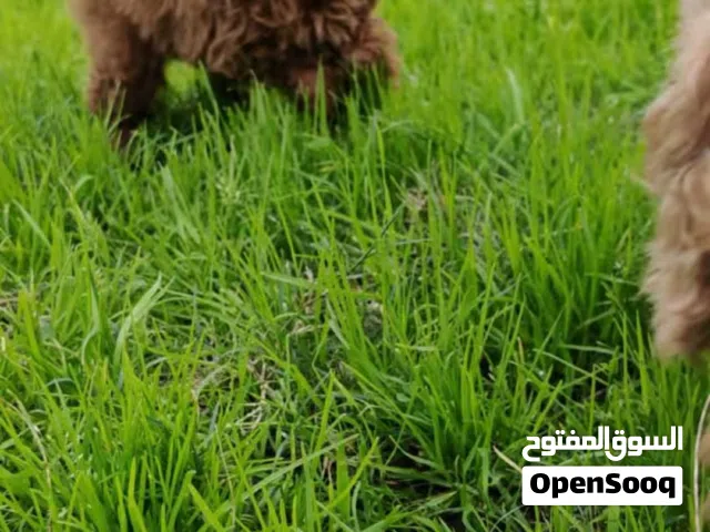 توي بودل تي كب نثيه