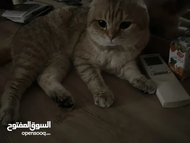 Premium Male Scottish Fold For Sale - Breeding Ready Coming with cage and much more.