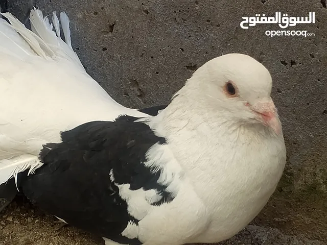 حمام للبيع هزاز كلو شغال