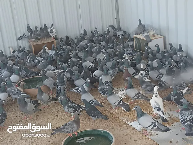 للبيع حمام زاجل
