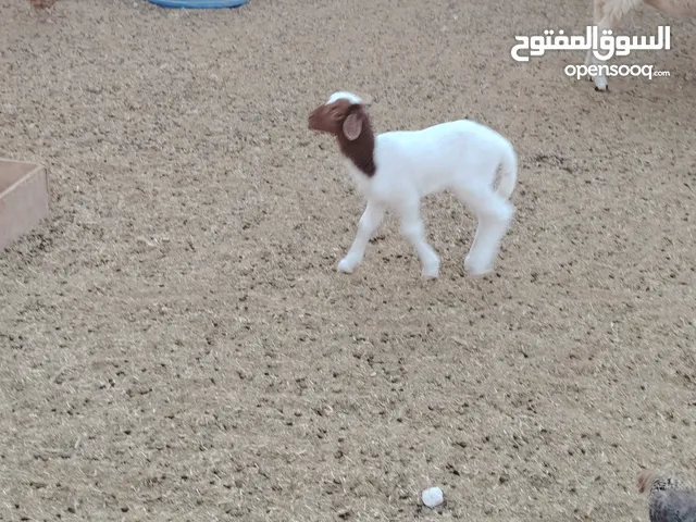 بسم الله توكلت علي الله نعجة تحتها فطيمه نعجه الله يبارك رباية سنها كما موضح في فيديو المكان غريان