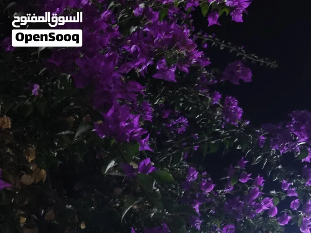 مطلوب اقرا الوصف