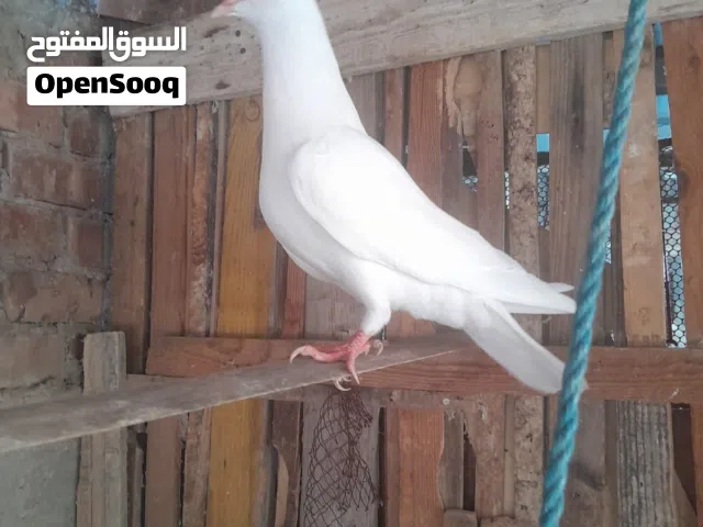 نتاية فرنساوي لاحم بيور