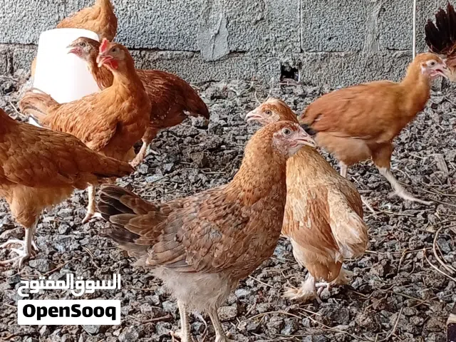 دجاج فرنسي الأحمر