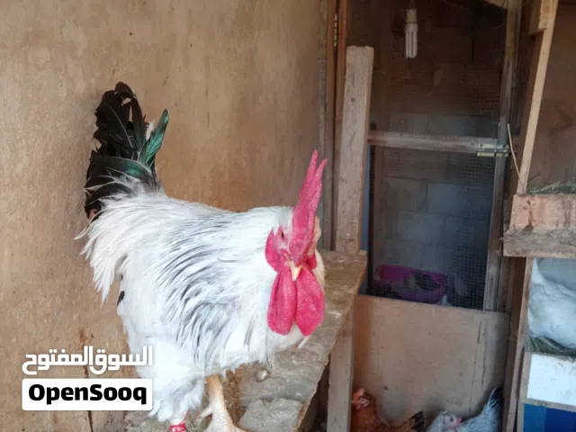 ديك ساسكس العمر سنه و 3 شهور