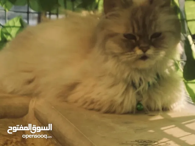 قطةصغيرة للبيع محتاجة اهتمام ورعاية