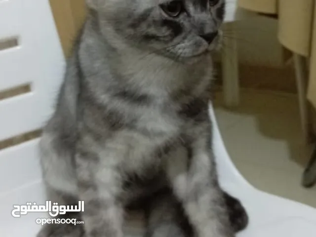 قط ذكر للتبني