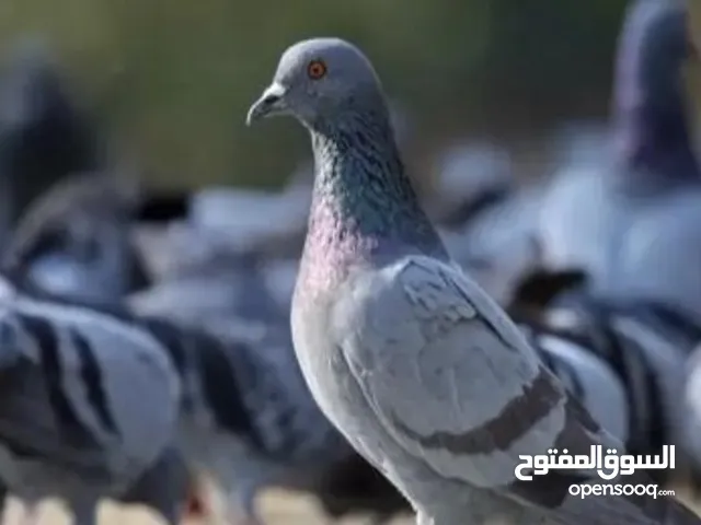 حمام سوادي للبيع