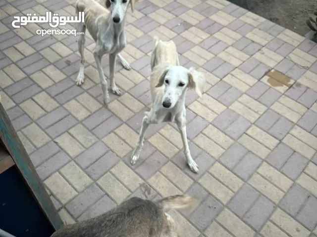 Saluki Dogs for Adoption – Purebred & Looking for Loving Homes!