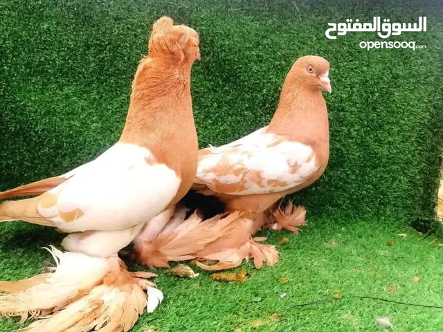 متاح كوبيه بلجيكي وطرفين فراديات