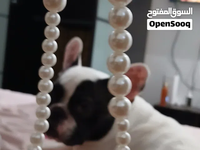 فرنش بولدوق