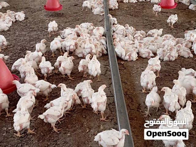 دجاج عمر 30يوم