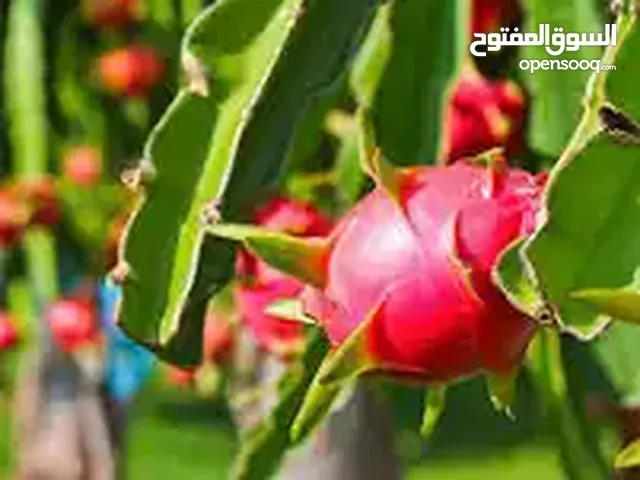 دراجون فروت