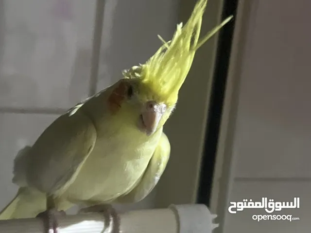 كروان للبيع لاتينو ربوه مع القفص
