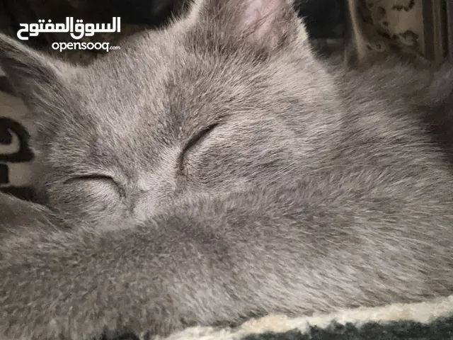 قط برطاني قصير الشعر للبيع