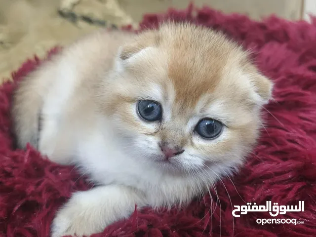 انثى سكوتش تربل فولد ny11 انثى سكوتش ستريت ny11 العمر 40يوم صحه ونظافه ما شاء الله