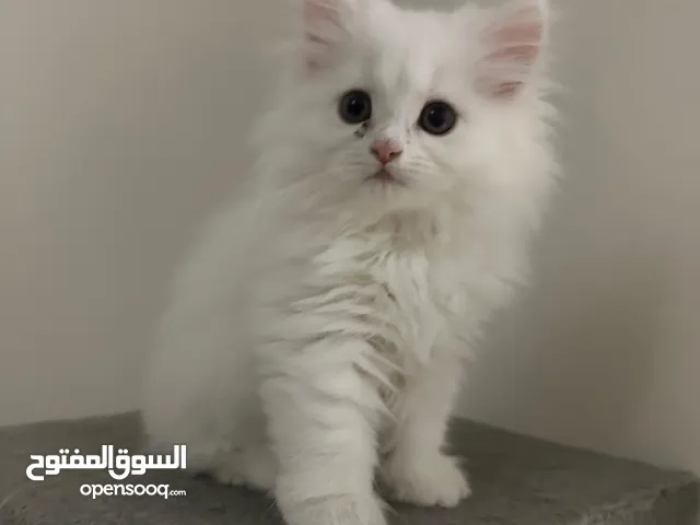 قطط شيرازي