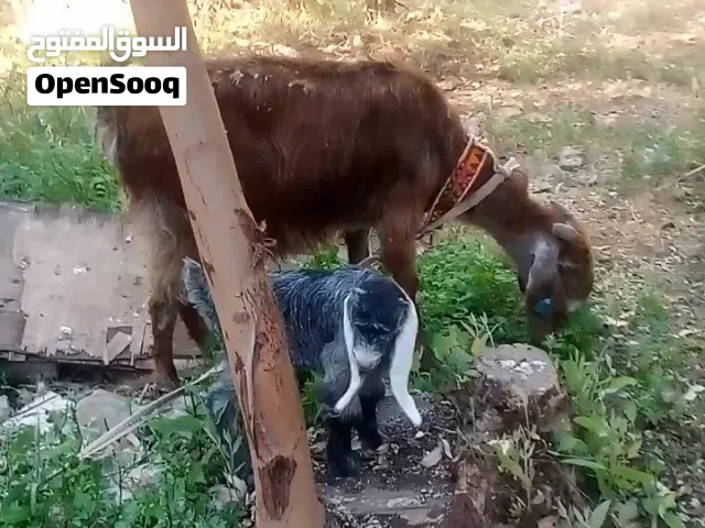 عنزة وراها بنتها قطعه