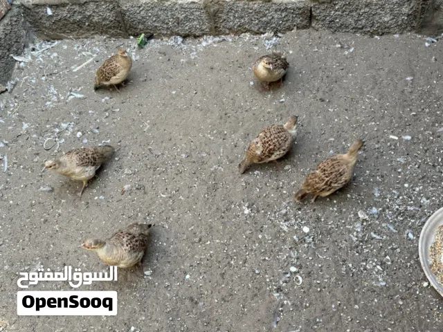 للبيع  صفارد باكستانية