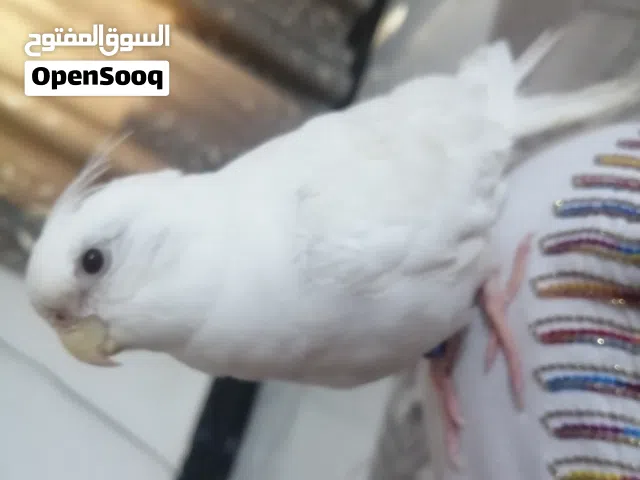 ذكر البينو