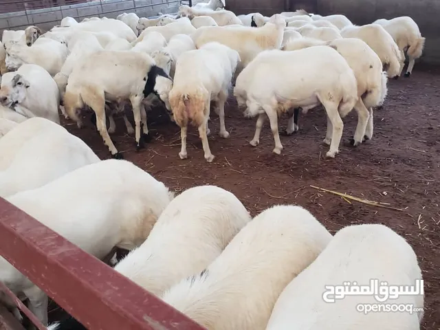 الأضاحي تهامي مروعي