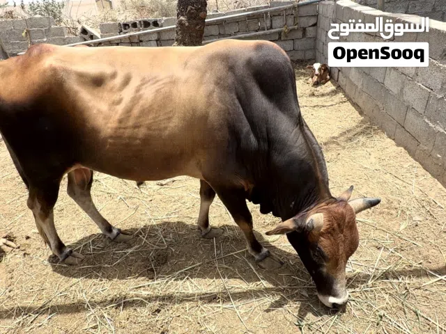 ثور عماني للبيع