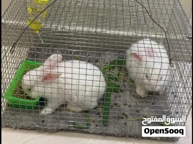 أرنب صغيرة أليف