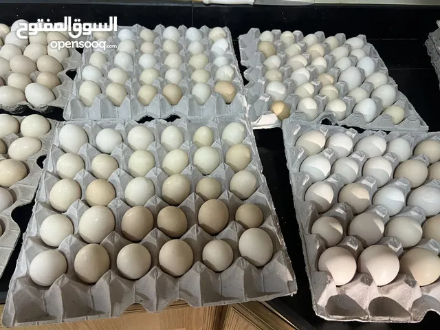 بيض مخصب عماني