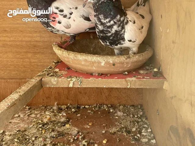 جوز رام فاخر من الاخر