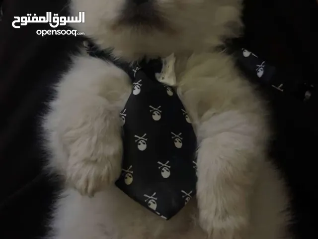 كلب بومرينيان للبيع او للتبديل
