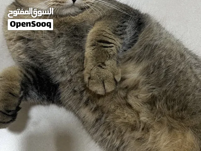 قطه سكوتش فولد للبيع نوع مميز جدااا