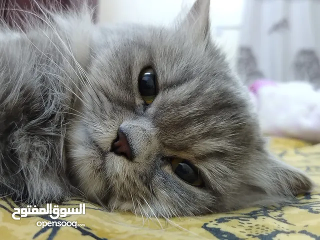 قطه جميله للتبني اقرا الوصف!!!