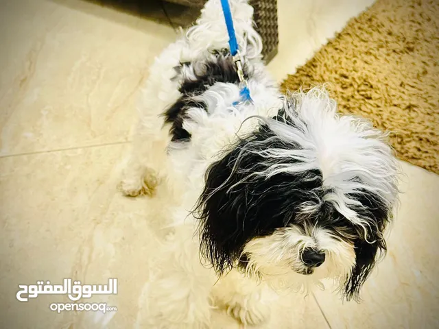 كلب زينه أنثى للبيع