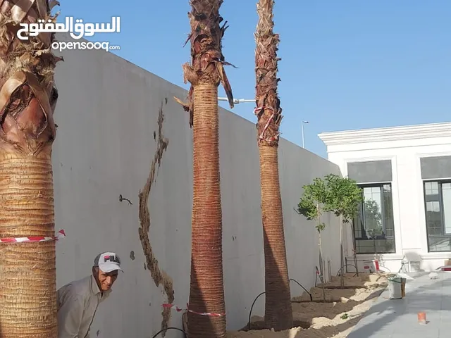 نخيل الواشنطونيا