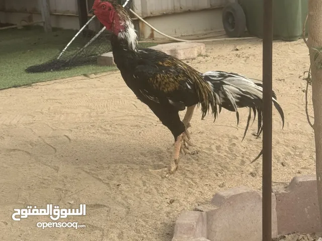 ديك هندي السعر 25