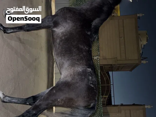 للبيع مهر 23 مصري بيور