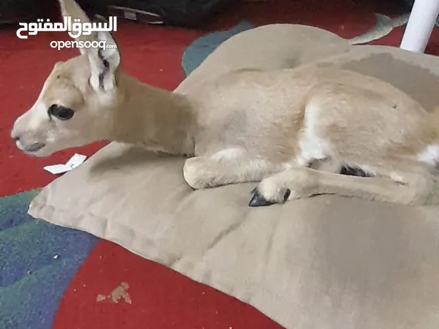 غزلان الريم العربي إنتاج قطر
