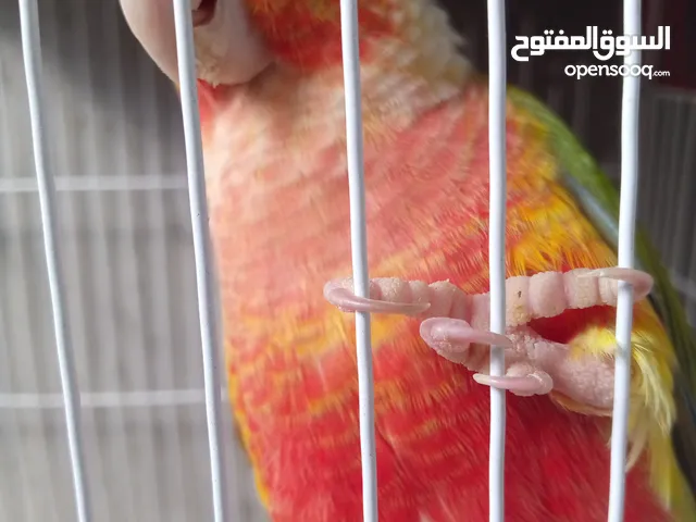 كوبيات للبيع