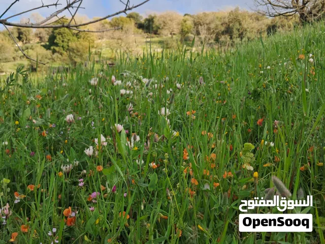 (((مطلوب ))))شقه للايجار تلاع العلي خلدا ام السماق