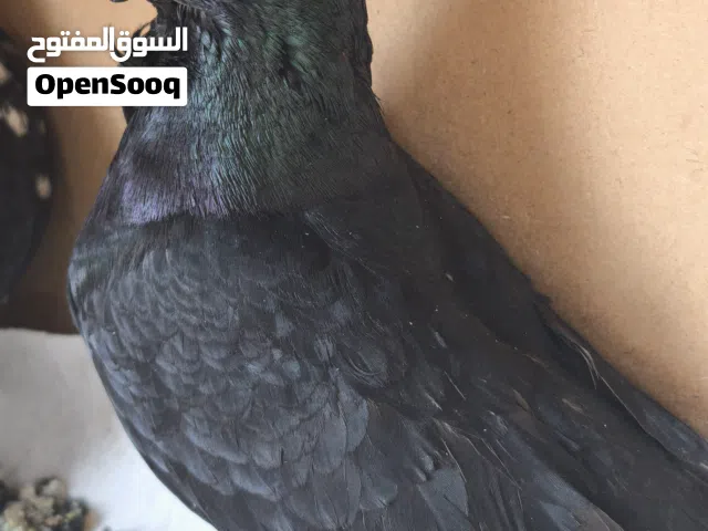 سعر على الخاص سعر حرق