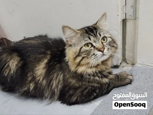 قط ذكر للتبني