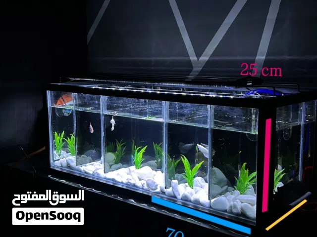 حوض سمك مع اقسام لسمك بيتا او فايتر  Aquarium with compartments for betta or betta fish