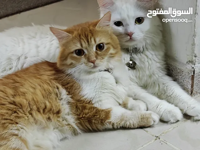 قطط شيرازي لتبني