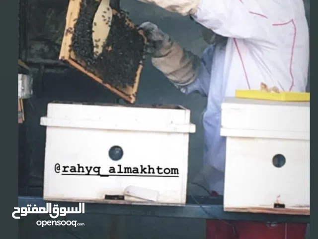 دورات تدريبية في مجال تربية نحل العسل،  online او حضوري