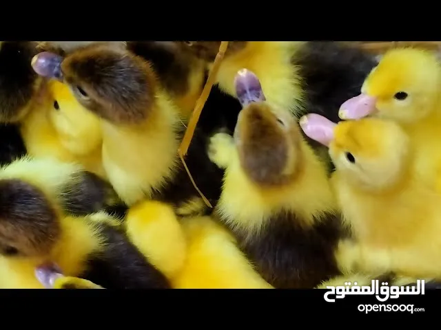 يتوفر لدينا صوص بط