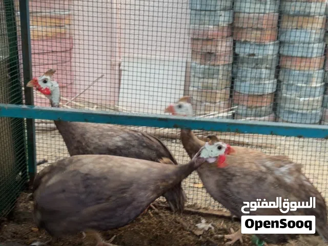 دجاج خيبر جامبو