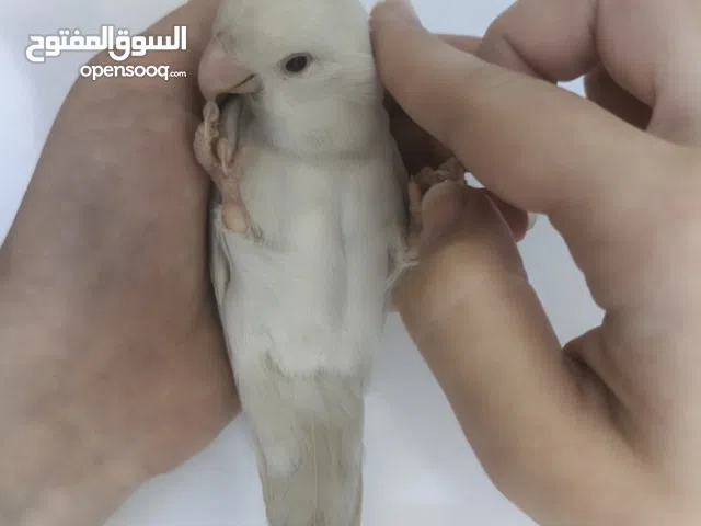 طيور حب روز اقرأ الوصف