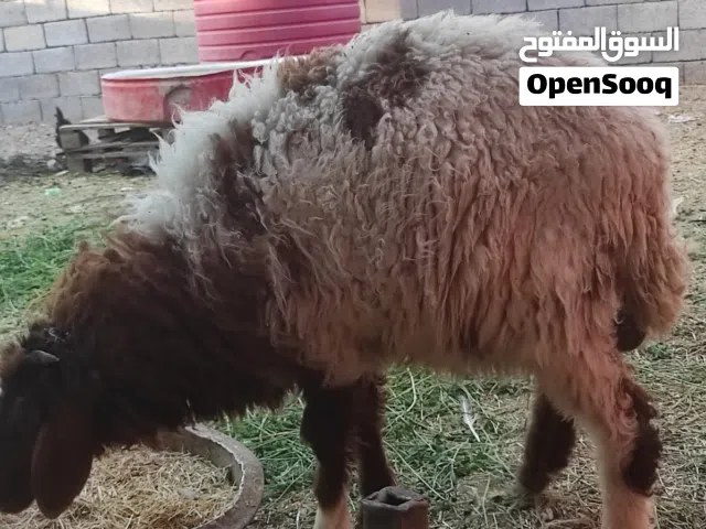 طلي للبيع سعره 350 قفل